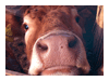 PN Ujście Warty po raz kolejny ogłasza konkurs fotograficzny, którego głównymi bohaterkami mają się stać krowy; temat konkursu: „Łaciate Świata Widzenie”