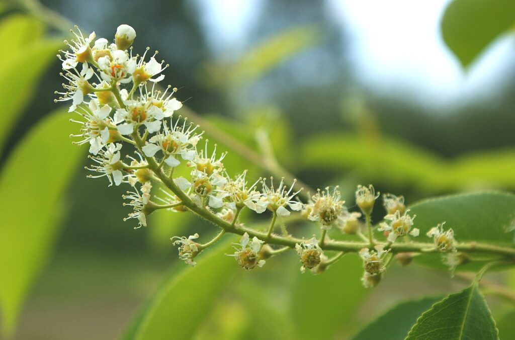 prunus serotina kz3