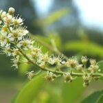 prunus serotina kz3