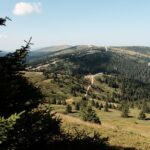 rolling hilly landscape with conifer trees