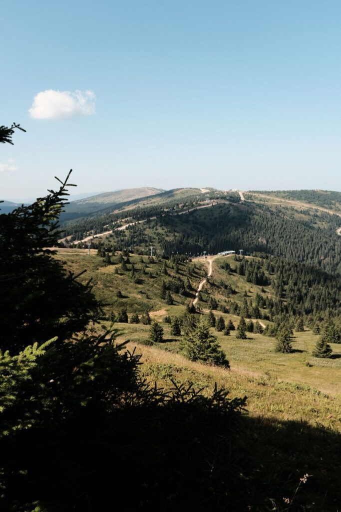 rolling hilly landscape with conifer trees