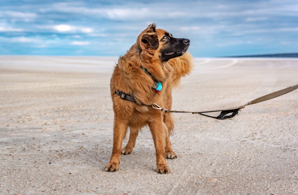 golden dog on st augustine beach