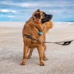 golden dog on st augustine beach