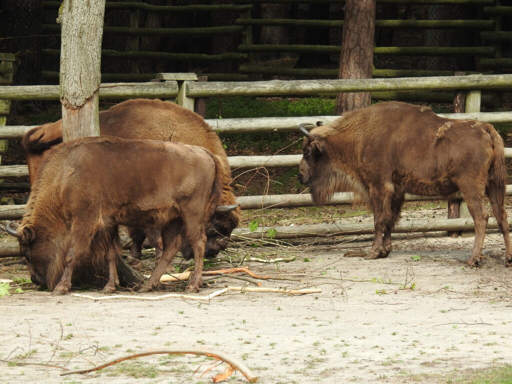 Wybierz imię dla młodego żubra na Wolinie Stado żubrów w Zagrodzie Pokazowej Wolińskiego Parku Narodowego