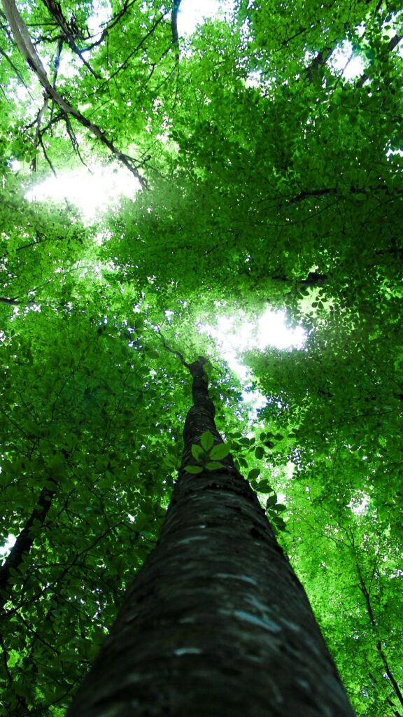 Różne strony drzewa: wieczór w Ornitovie low angle photography of green trees