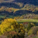 scenic view of the trees in the mountains