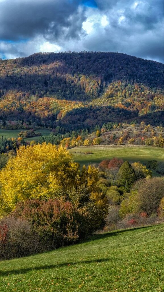 scenic view of the trees in the mountains