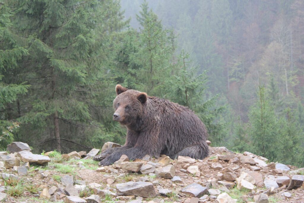 brown bear in wilderness