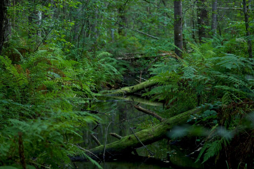 deep green forest with stream