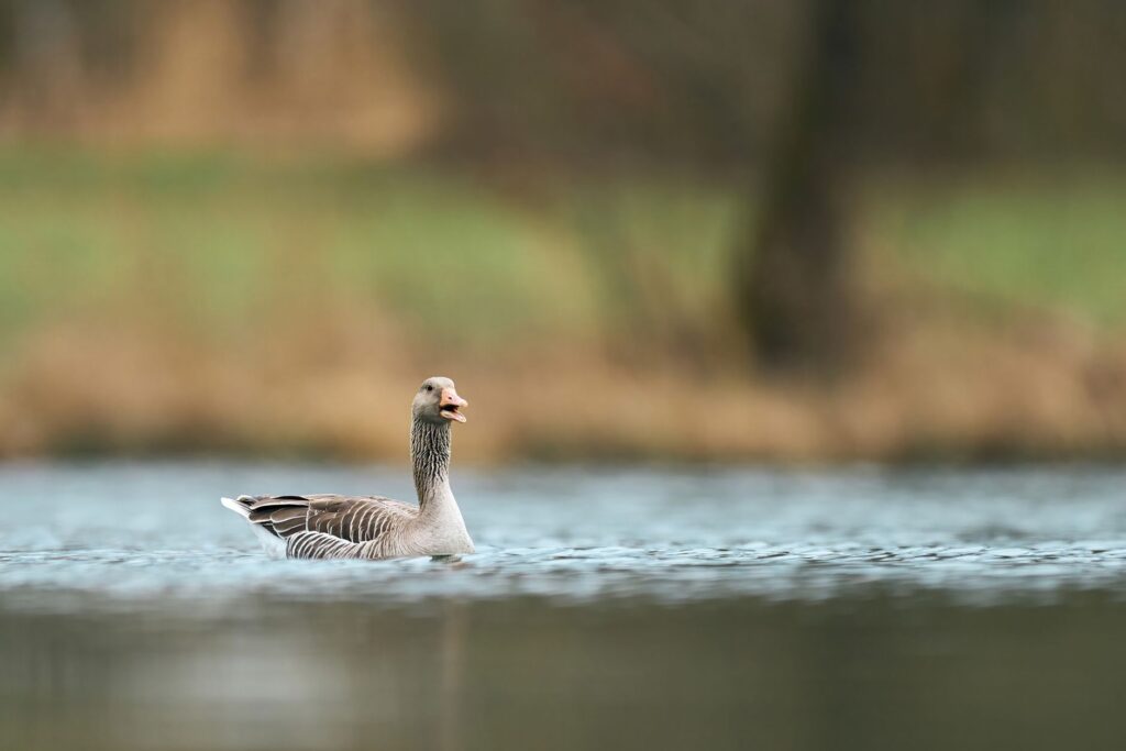 25 lat Ujścia Warty: konferencja na żywo honking goose swimming in the river