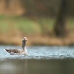 honking goose swimming in the river
