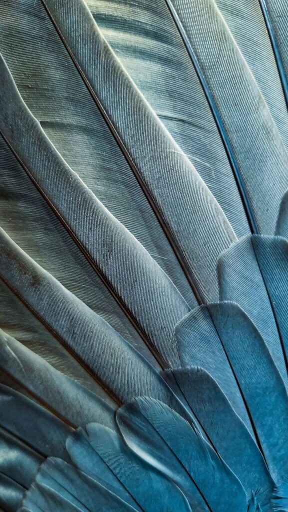 close up of gray feathers