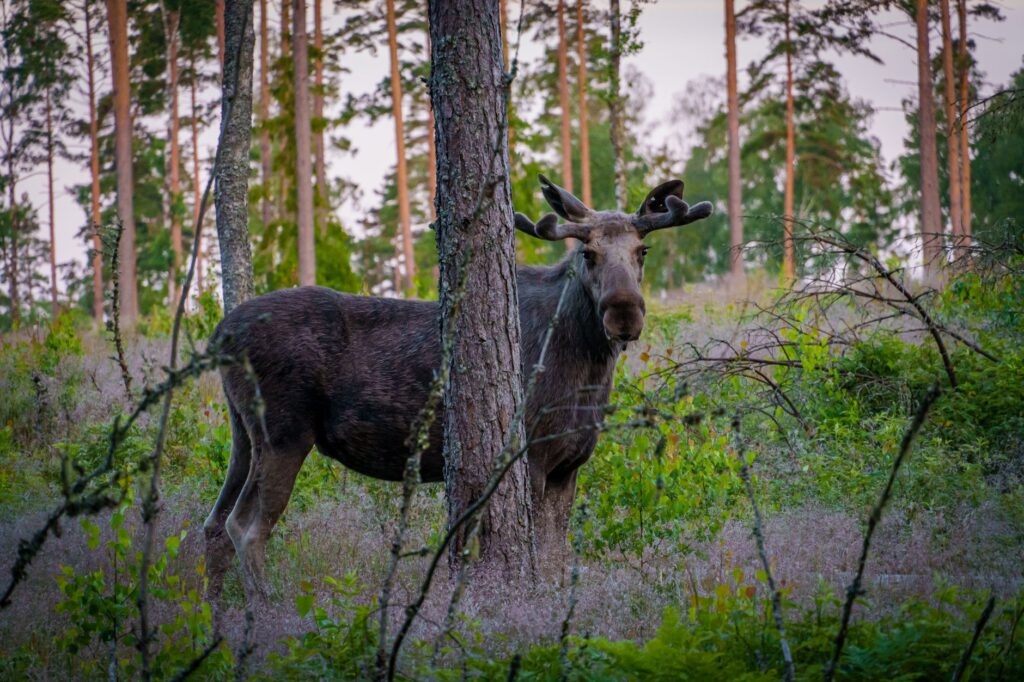 moose in a forest