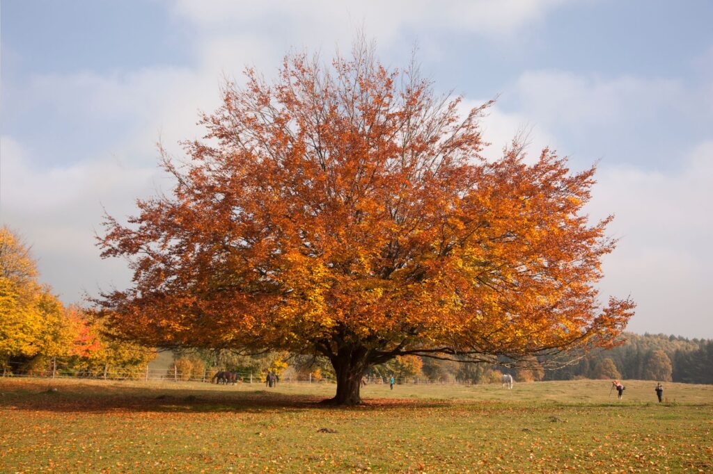 majestic autumn tree in polish countryside