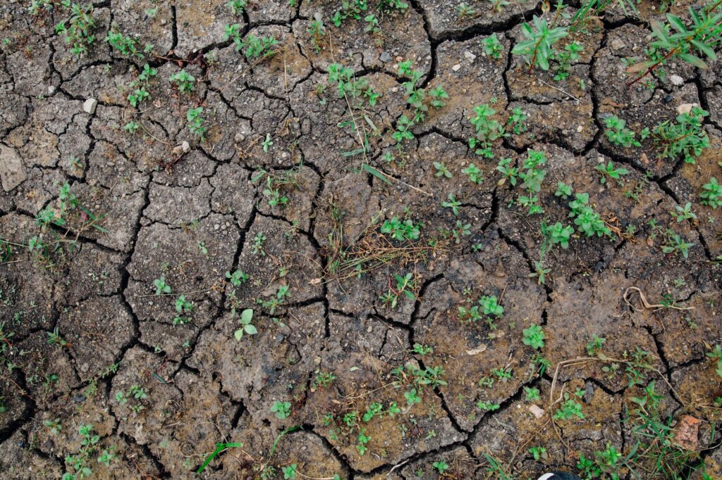 photo of plants on cracked soil