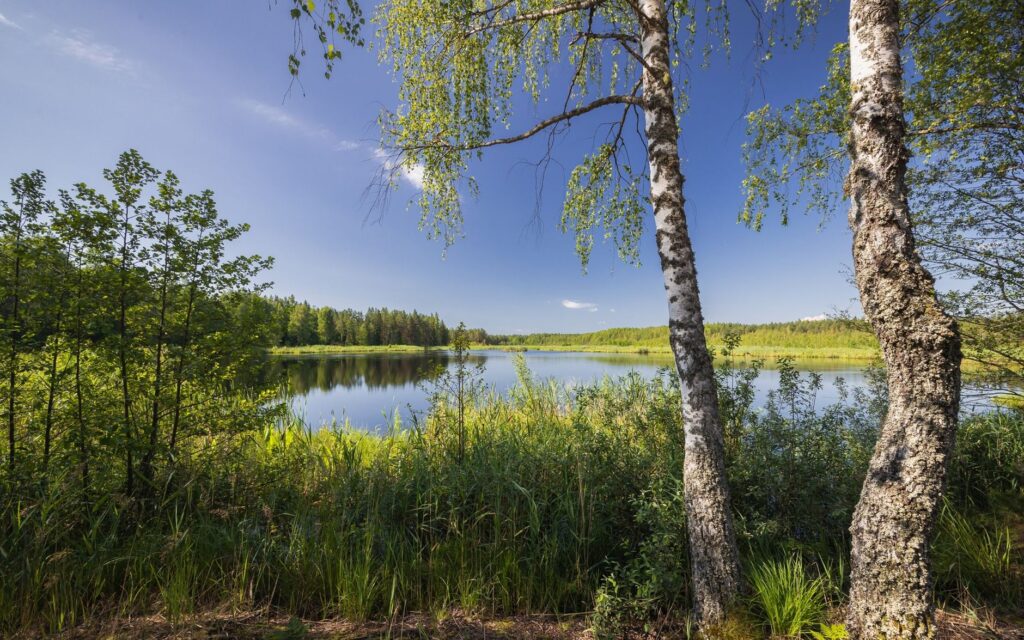 serene summer lake view with birch trees