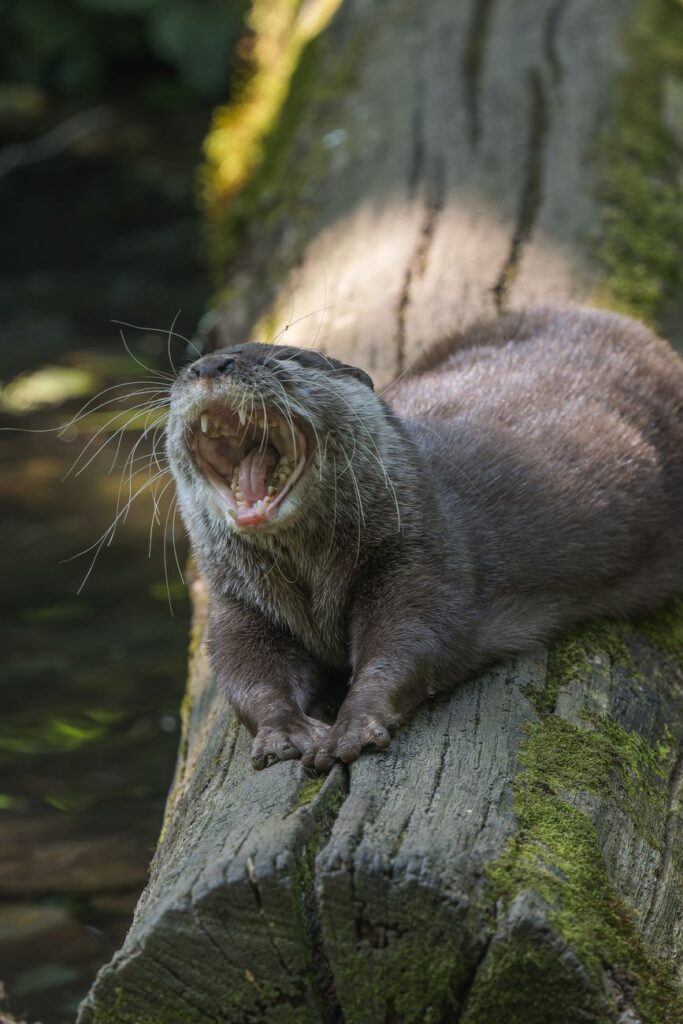 yawning otter on a moss covered log outdoors