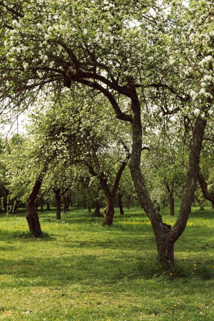 serene orchard of blooming apple trees in spring