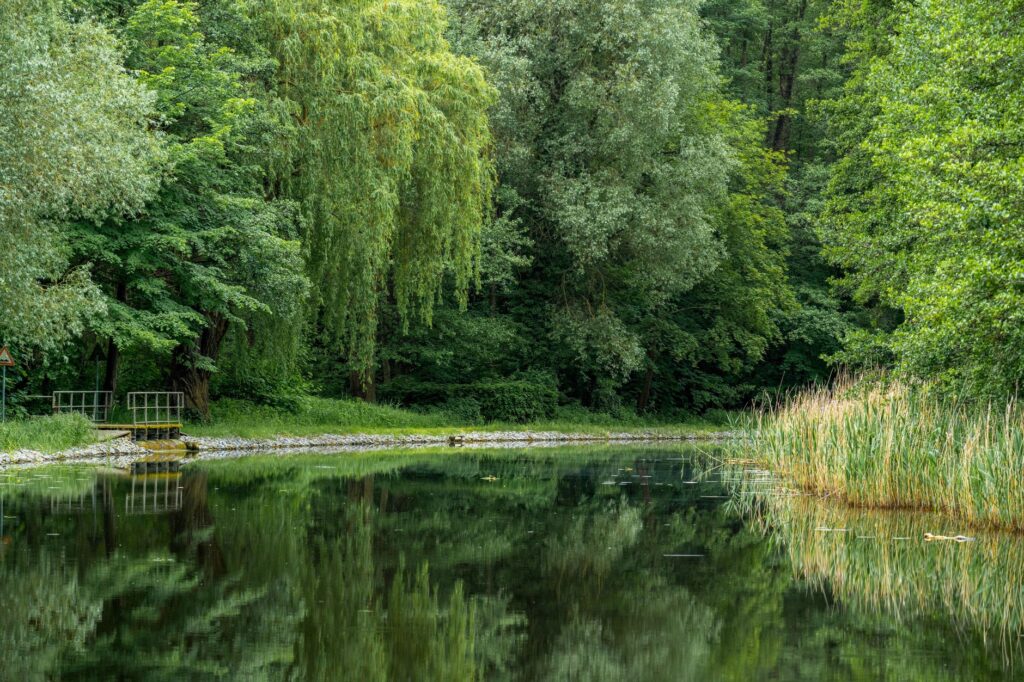 tranquil forest lake reflection in summer