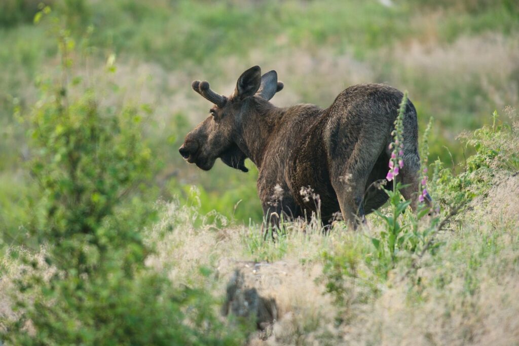 wild moose grazing in scenic summer landscape
