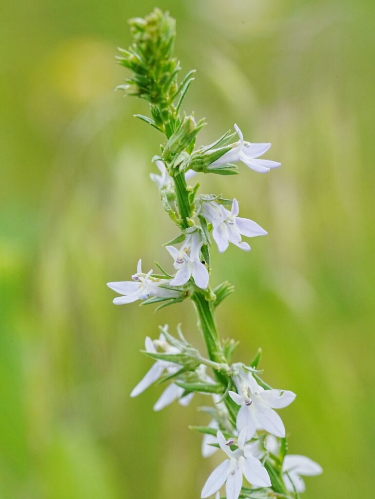 close up of elegant purple lobelia flower in bloom