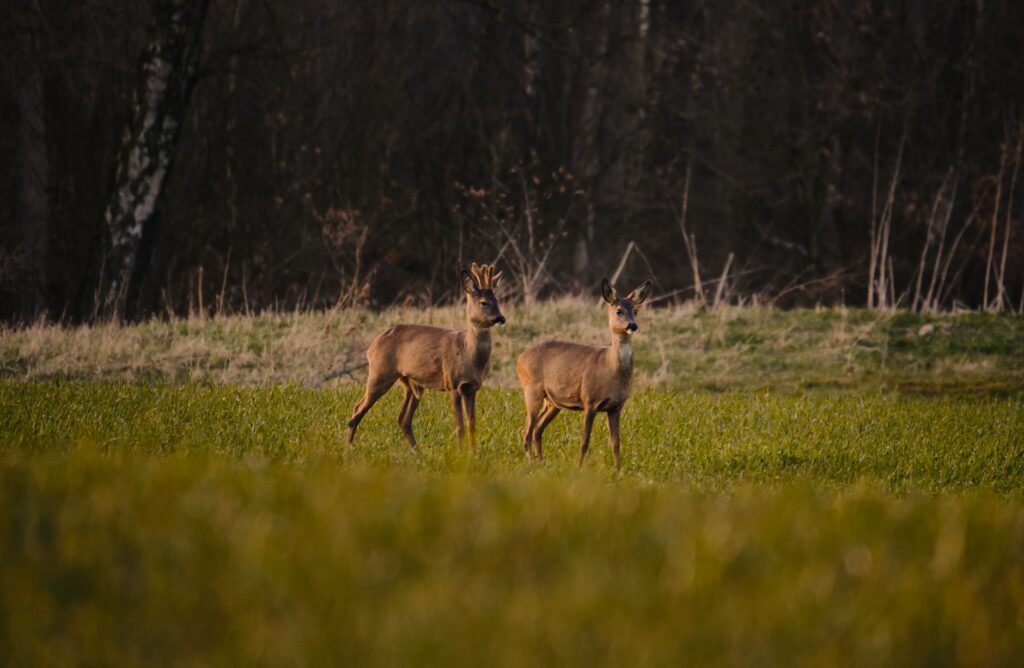 two deers on green grass field