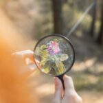 person holding a flower under a magnifying glass