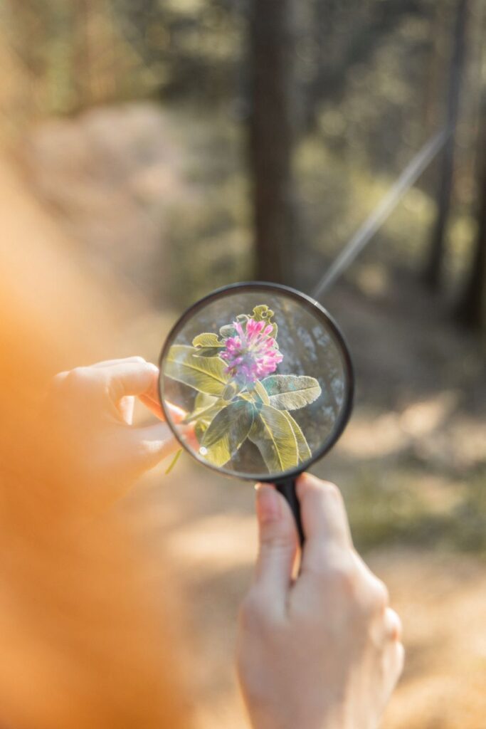 person holding a flower under a magnifying glass