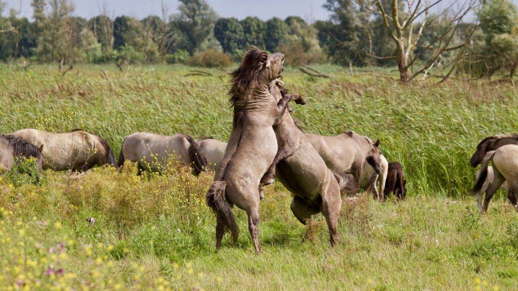 horses on meadow