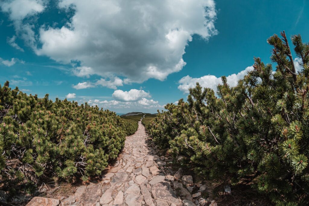 pathway between pine trees
