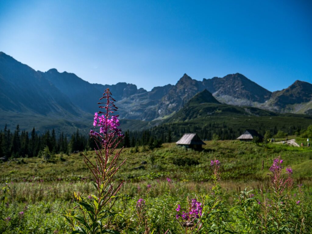 scenic view of a mountain