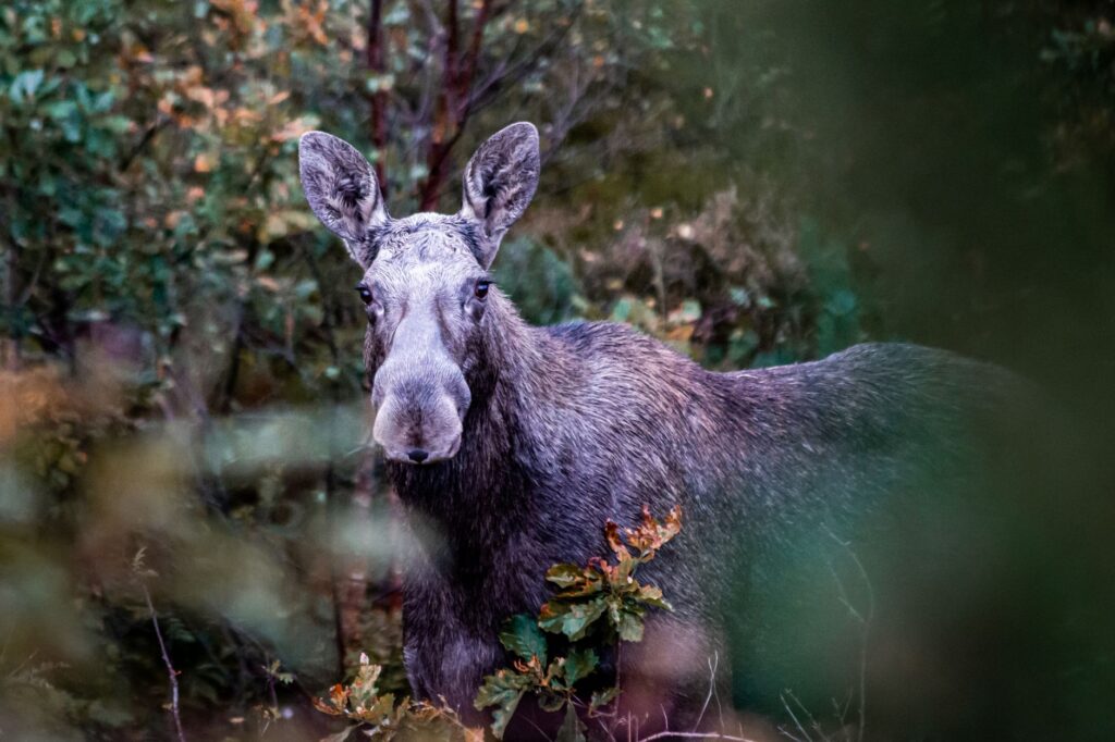 photograph of a moose near plants